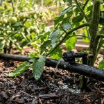 Arrosage automatique