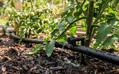 Arrosage automatique : lequel choisir ?